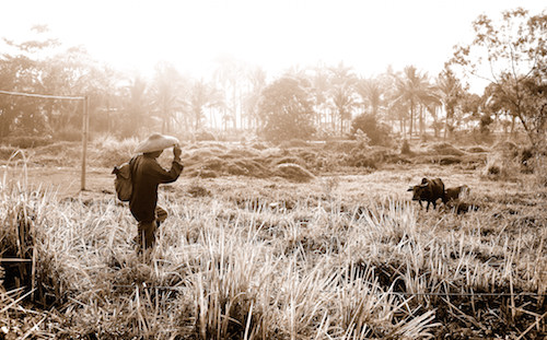 Java Rice Field